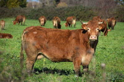 Cows standing in a field