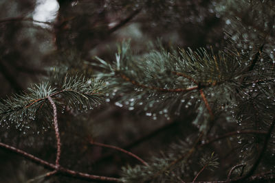 Close-up of pine tree