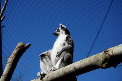 Low angle view of an animal