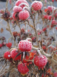 Close-up of berries on plant during winter