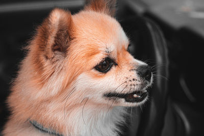 Close-up of a dog looking away