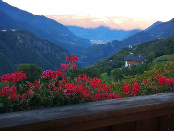 Flowering plants by mountains against sky
