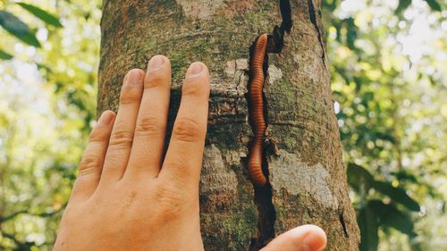 Close-up of human hand by worm in tree trunk