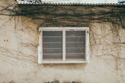 Close-up of window on bare tree