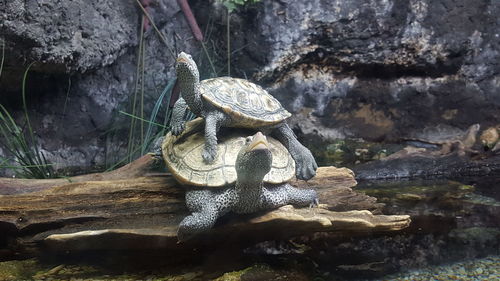 Close-up of turtle on rock