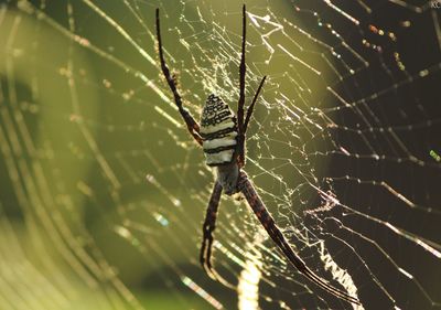 Spider on it's web
