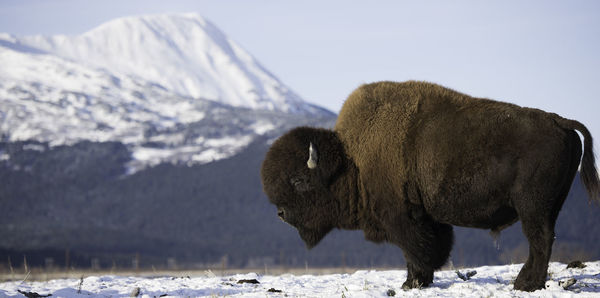 Close-up of bison on snow covered field against mountain
