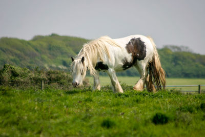 Horse grazing on field