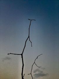 Low angle view of silhouette bare tree against clear sky