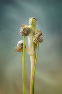 Close-up of fly on flower