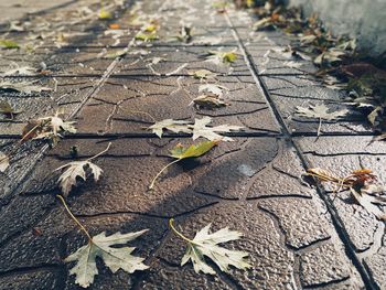 High angle view of dry leaves on ground