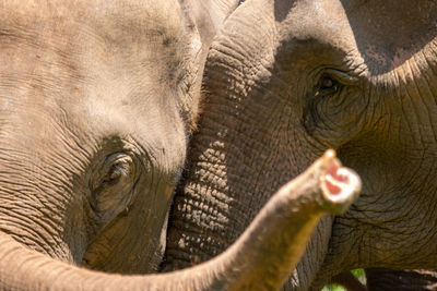 Close-up of elephant