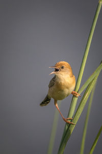 Close-up of bird perching on grass