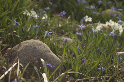 Close-up of flowers in grass