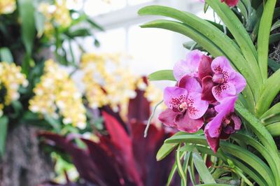 Close-up of pink flowers blooming outdoors