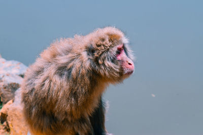 Close-up of japanese macaque looking away during sunny day
