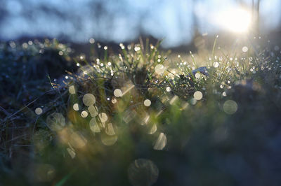 Close-up of wet grass on field during rainy season