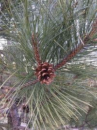 Close-up of pine cone on tree