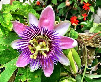 Close-up of purple flower blooming outdoors