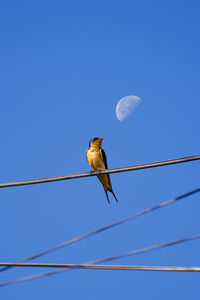 Low angle view of bird on cable against clear blue sky and moon