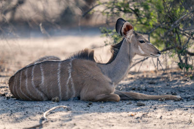 Close-up of deer