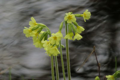 Close-up of yellow flowering plant