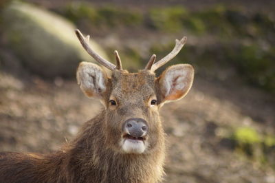 Close-up portrait of deer