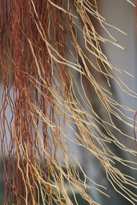 Full frame shot of plants