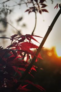 Close-up of leaves on twig