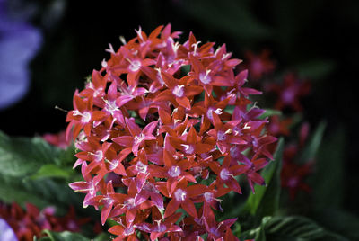 Close-up of pink flowers