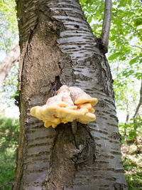 Close-up of mushrooms growing on tree trunk