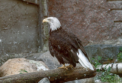 Close-up of eagle perching on wall