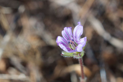 Close-up of purple flowers blooming outdoors