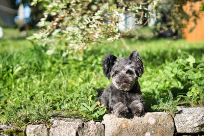 Happy dog laying in the sun