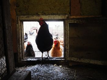 View of birds by building