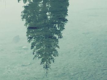 Reflection of trees in water