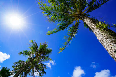 Low angle view of palm tree against blue sky