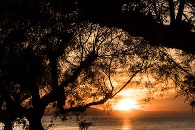 Silhouette trees by sea against sky during sunset
