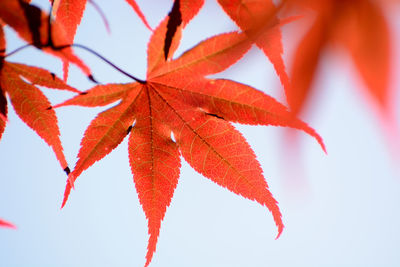 Close-up of maple leaves