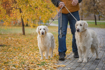 Portrait of dogs on field