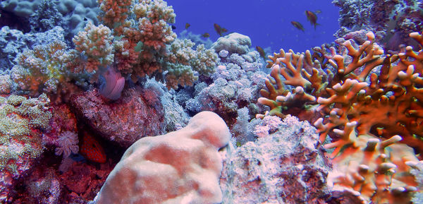 Wide angle views of the magnificent coral formations in the red sea, egypt