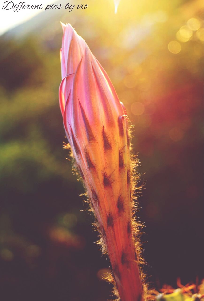 focus on foreground, close-up, red, selective focus, nature, flower, beauty in nature, fragility, no people, freshness, orange color, outdoors, day, growth, plant, pink color, stem, animal themes, sunlight, field