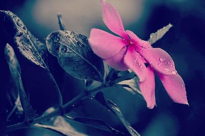 Close-up of pink flowers blooming outdoors