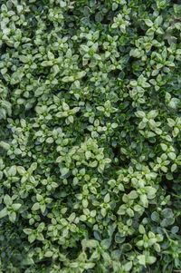 Full frame shot of plants