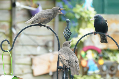 Bird perching on a feeder