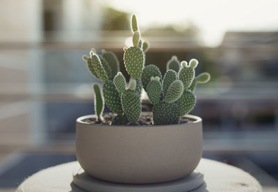 Close-up of succulent plant on table