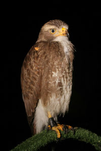 Close-up of owl perching on black background