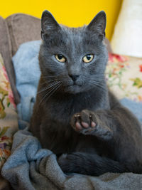 Portrait of cat sitting on sofa at home