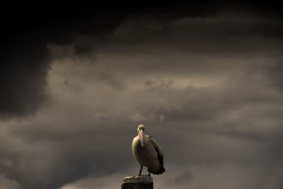 Pelican perching on wooden post against cloudy sky