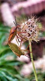 Close-up of butterfly pollinating on flower